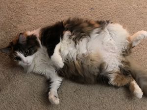 Fuzzy Tum