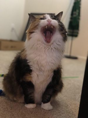 AHHHHHHHH! (actually a yawn)